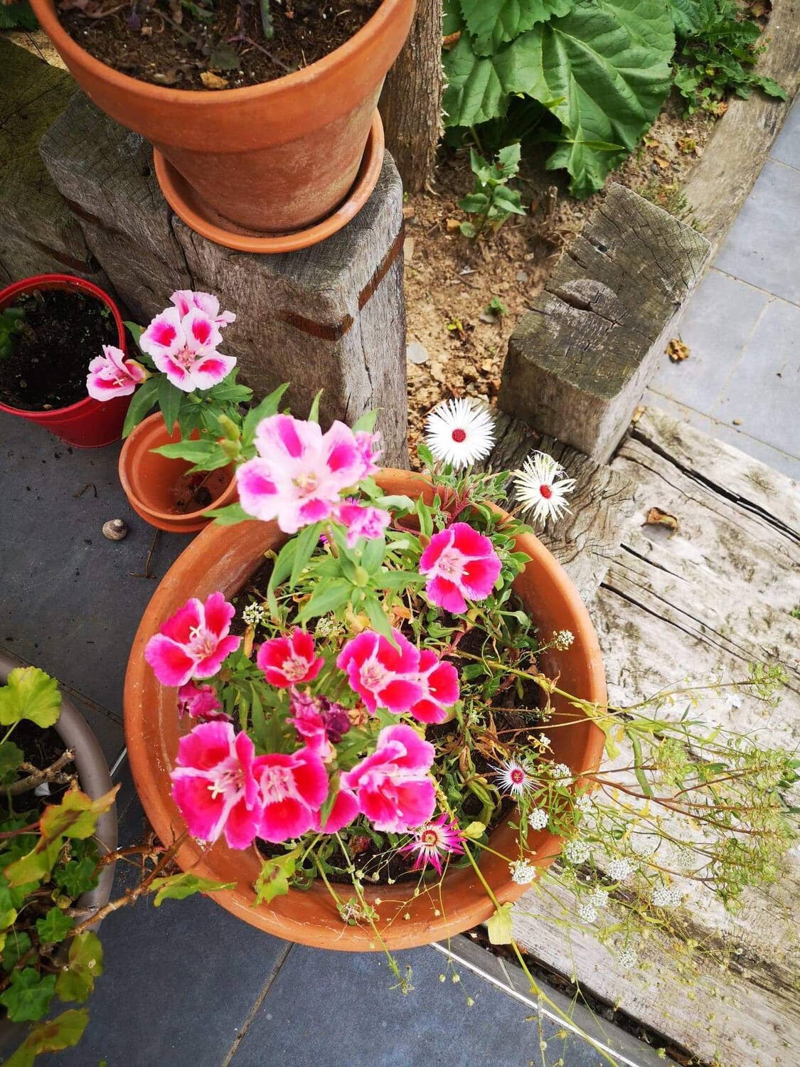 Biglietto da piantare « cuore di fiori » con semi di fiori di campo