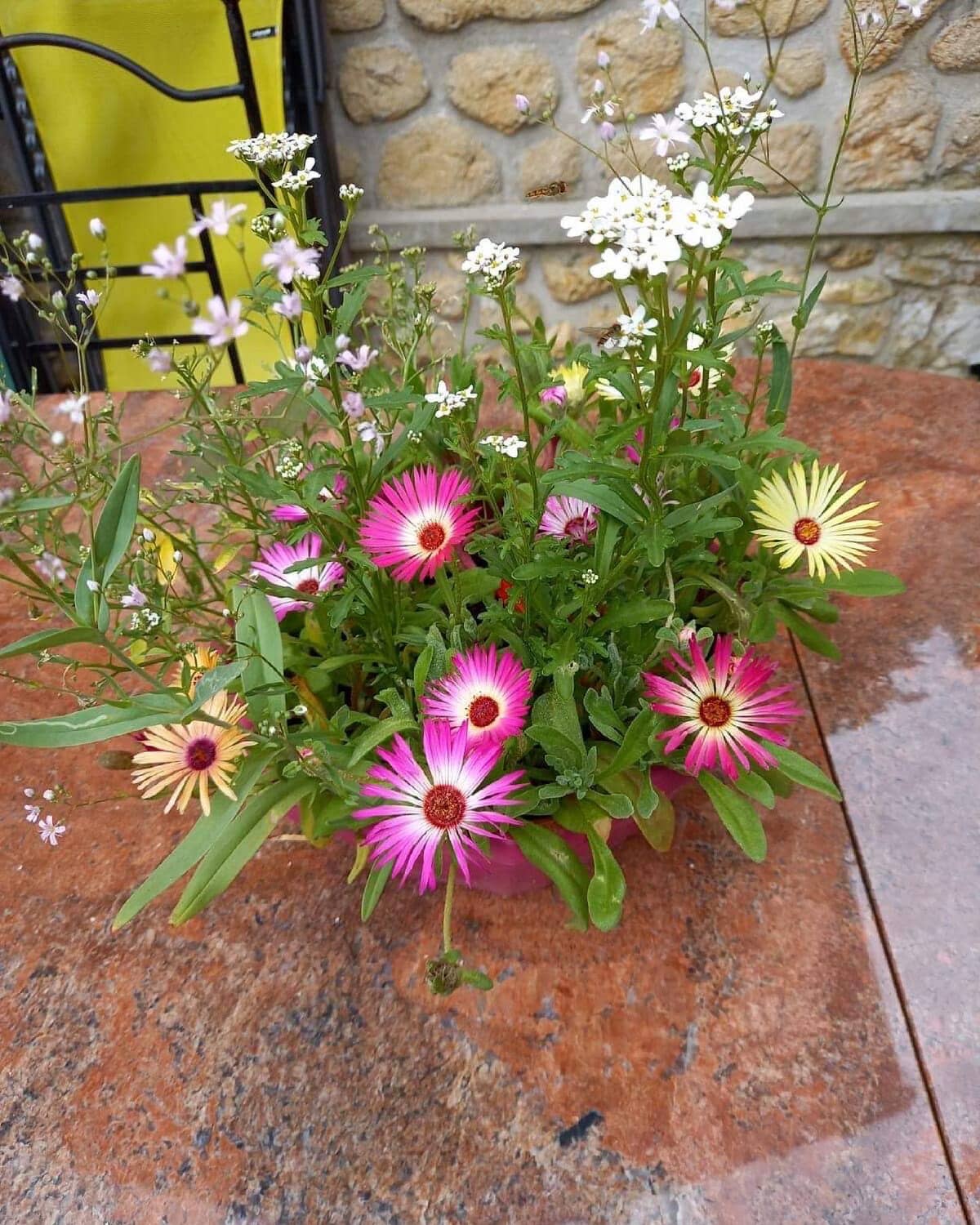 Biglietto piantabile semi ‘Champagne’ con fiori selvatici